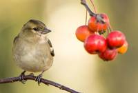 Viele Beeren eignen sich gut für selbstgemachtes Vogelfutter. Foto: Vincent van Zalinge / CC0 1.0, unsplash.com