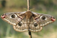 Weibchen vom Kleinen Nacht­pfauenauge (Foto: M. Katholnig)